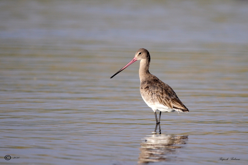 The black-tailed godwit